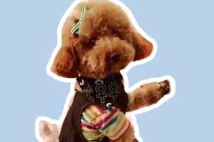 泰迪犬怎么訓練站著走