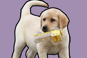 拉布拉多犬怎么訓練飛碟