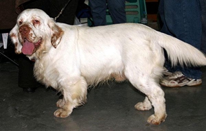 西班牙小獵犬溺水怎么辦 溺水搶救方法