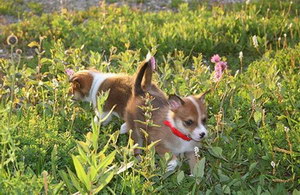 挪威倫德獵犬怎么驅(qū)蟲 挪威倫德獵犬驅(qū)蟲方法