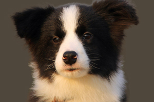 邊牧犬怎么訓練等待