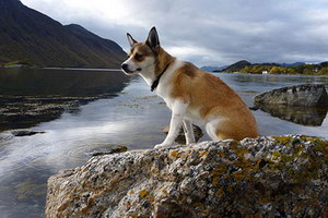 挪威倫德獵犬有耳螨怎么治療 挪威倫德獵犬耳螨治療方法