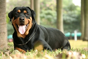 怎么給羅威納犬喂藥 羅威納犬喂藥技巧總結