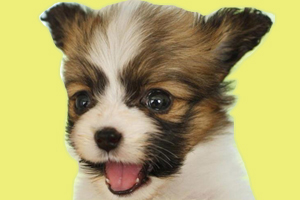 蝴蝶犬怎幺訓練大小便