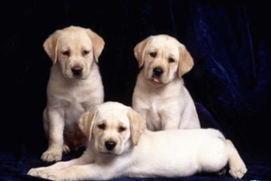 拉布拉多犬的喂養方法是什么
