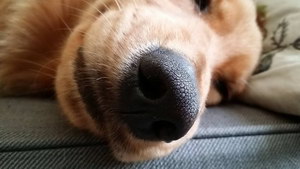 狗鼻子干怎么辦