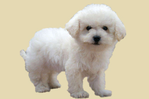 怎么挑比熊犬