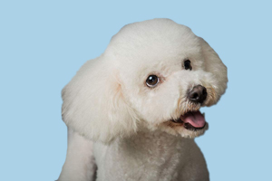 比熊犬怎么選