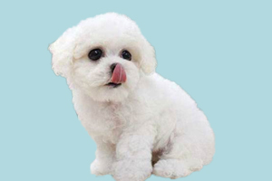 比熊犬什么時候能結扎