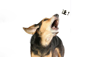怎么訓練狗狗不亂叫