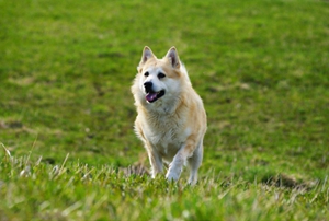 挪威布哈德犬有耳螨如何治療 挪威布哈德犬耳螨治療