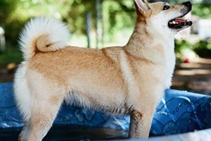 挪威布哈德犬患膿皮癥怎么辦 膿皮癥治療方法