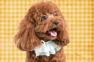 泰迪犬怎么養才聽話