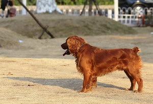 田野小獵犬怎么驅蟲 田野小獵犬寄生蟲防治方法