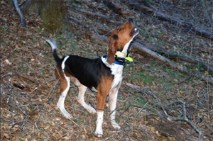 樹叢浣熊獵犬幼犬驅(qū)蟲要注意什么