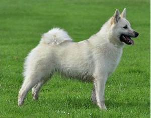 挪威布哈德犬身上有吸血蟲(chóng)怎么辦 吸血蟲(chóng)消滅方法
