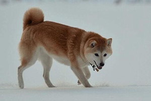 挪威布哈德犬細(xì)小病毒有什么癥狀 犬細(xì)小病毒癥狀介紹