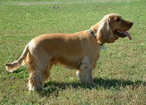 田野小獵犬有牙結石怎么辦 田野小獵犬牙結石預防治療方法