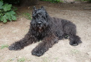 波蘭德斯布比野犬怎么驅(qū)蟲(chóng) 波蘭德斯布比野犬驅(qū)蟲(chóng)方法