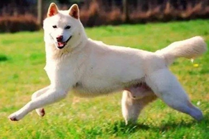 怎么預(yù)防卡南犬中暑 卡南犬預(yù)防中暑方法