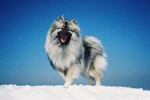 荷蘭毛獅犬發(fā)燒怎么辦 荷蘭毛獅犬發(fā)燒治療方法