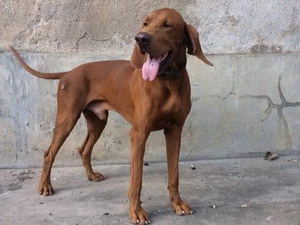 波音達獵犬發(fā)燒怎么解決 波音達獵犬發(fā)燒處理方案