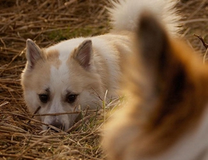 冰島牧羊犬身上有蟲怎么辦 冰島牧羊犬跳蚤解決方法