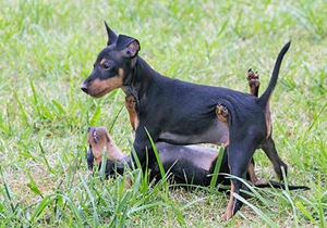 玩具曼徹斯特犬生病吃什么