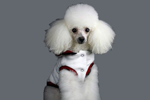 貴賓犬訓練坐下怎么教
