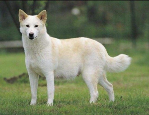 卡南犬怎么驅(qū)蟲 卡南犬驅(qū)蟲方法
