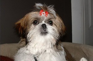 拉薩犬患皮膚病怎么治 拉薩犬皮膚病治療方法