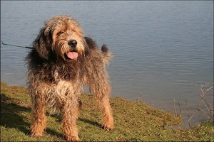 奧達(dá)獵犬有牙結(jié)石怎么辦 奧達(dá)獵犬牙結(jié)石預(yù)防治療方法
