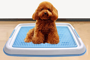 貴賓犬訓練大小便方法