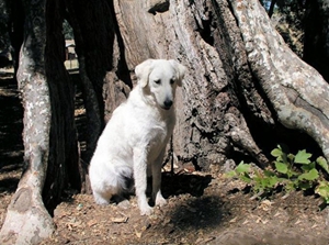 怎么預(yù)防庫(kù)瓦茲犬貧血 庫(kù)瓦茲犬貧血防治方法