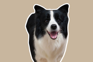 怎樣訓練邊境牧羊犬大小便