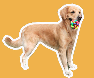 金毛犬怎么訓練撿東西