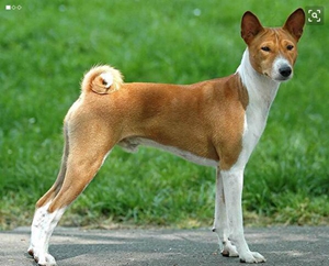 巴仙吉犬感冒吃什么藥 巴仙吉犬感冒用藥介紹