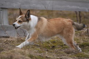 挪威倫德獵犬怎么訓練 挪威倫德獵犬訓練心得