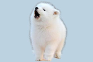 薩摩耶幼犬一直叫怎么辦