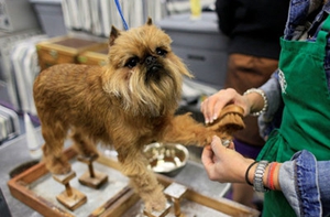 布魯塞爾格里芬犬怎么訓練