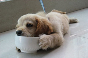 如何糾正狗狗護食