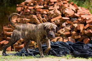 加納利犬嘔吐怎么辦 西班牙加納利犬嘔吐處理方法