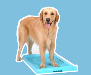 金毛犬怎么訓練大小便