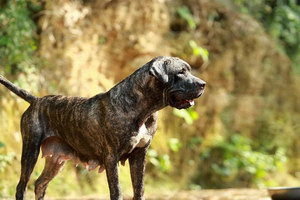 加納利犬什么時候打疫苗 西班牙加納利犬打疫苗注意事項