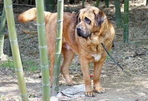 馬士提夫獒犬拉稀怎么辦 馬士提夫獒犬拉肚子解決方法