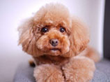 泰迪犬怎么訓練大小便 訓練泰迪犬定點大小便視頻