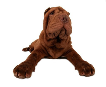 中國沙皮犬