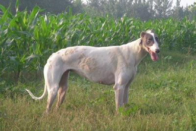 中國細(xì)犬