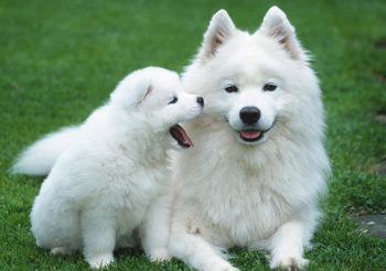 薩摩耶犬