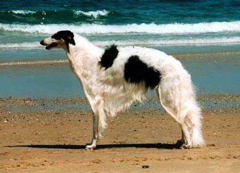 挪威獵鹿犬